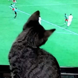 2ヶ月ぐらいの子猫　再度もう一度募集します