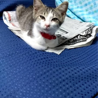 2ヶ月の子　また再度里親募集します