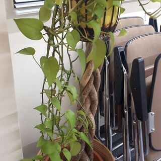 【取引決まりました】2mのパキラの樹＋ポトス・ライム差し上げます 観葉植物の画像