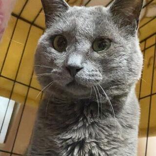 3歳　雄猫　里親募集