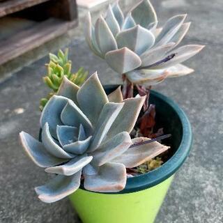 多肉植物の朧月