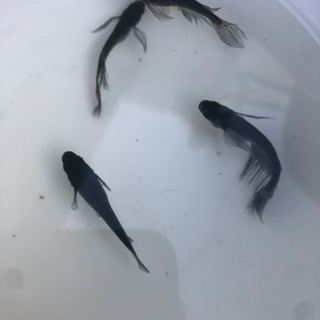 中里血統　ブラックダイヤヒレ長　稚魚
