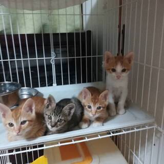 可愛い💘オスの子猫たち🐈
