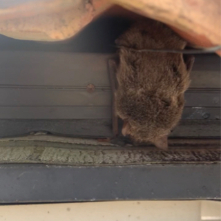 ネズミ・コウモリ・ハクビシン・アライグマ・その他 害獣  − 神奈川県