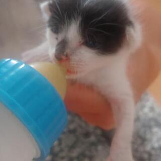 友人の職場先で保護されましたが、友人も私も先住猫が居る為飼ってあ...