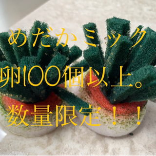 風ちゃんめだか。改良メダカ福袋！！！色々な種類の卵詰め合わせたお得な福袋の画像