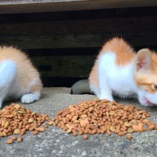 多頭飼崩壊の猫ちゃん達