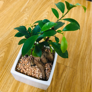 【0円】 無印良品　リサイクルテラコッタに植えた 観葉植物　ガジュマルの画像