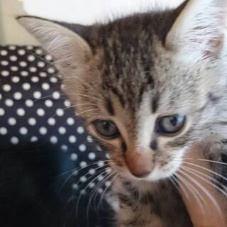 人なれ抜群の2か月子猫きじねこ兄　黒猫妹