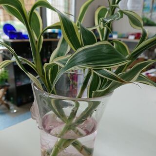 ミリオンバンブー 