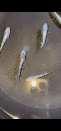 最終値下げ白ブチサファイアメダカ