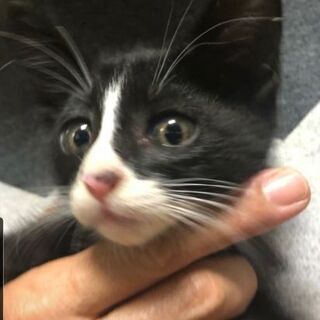 甘えん坊でスタイリッシュな子猫ちゃん