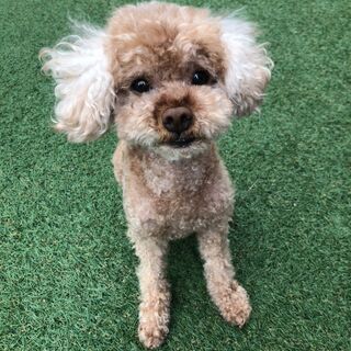 トイプードル6歳オス　お譲りします。