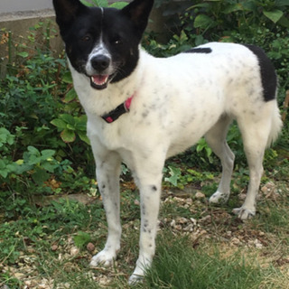 白黒の犬を探してます！