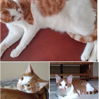 猫を探してます→11日無事保護したした。有難うございました。