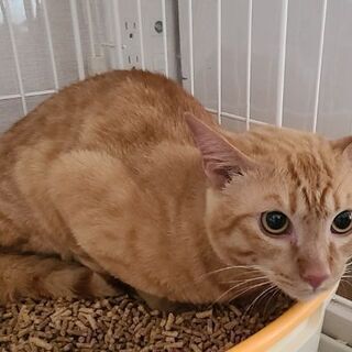 決まりました‼️茶トラくん❗3歳くらい‼️ - 米子市