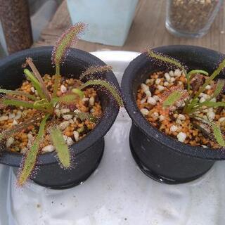 ♠食虫植物 ドロセラ・カペンシス