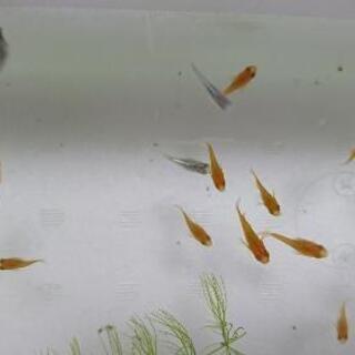 半ダルマメダカ 〈初恋(紅帝)半ダルマ〉
めだか 幼魚～若魚 8...