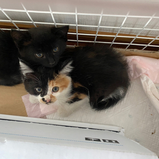 子猫　三毛猫　生後7週