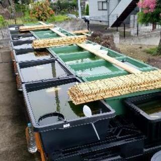 メダカ(各種)の画像