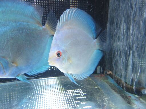 WB22ブラッド　12.2ｃｍ