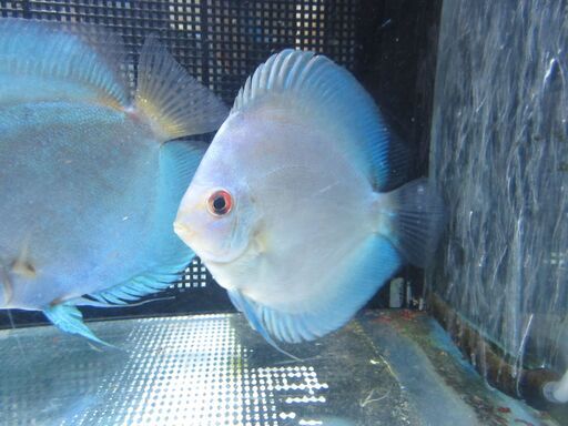 ディスカス　WB22ブラッド　12.2ｃｍ