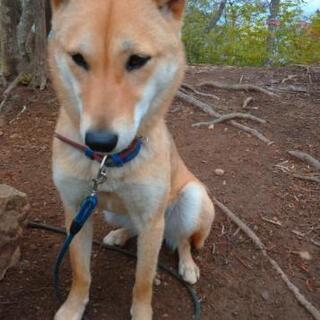 #迷子犬#仙台市#錦ヶ丘公園 - 仙台市