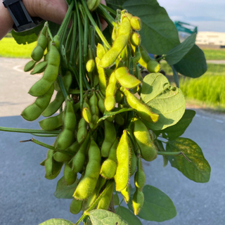 黒豆の農作業、農業体験、販売主婦歓迎、土・日曜日歓迎、副業、夜勤okです！定年後のスキルアップ起業支援の画像