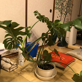 モンステラ譲りますの画像