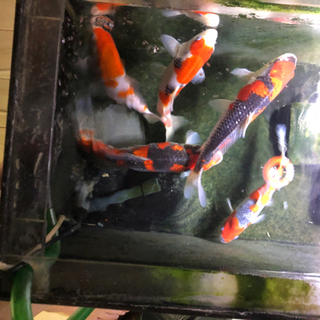 錦鯉10匹ぐらい　飼育セット