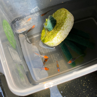 メダカ販売、めだかすくい　の画像