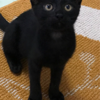 里親さん募集🍀*゜魔女の宅急便のジジのような黒猫女の子🐈‍⬛✨