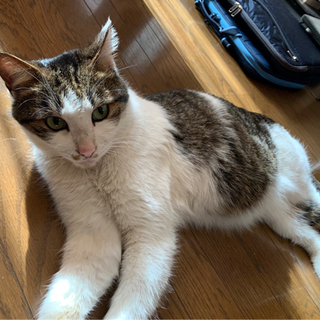 成猫 里親募集です。 - 里親募集