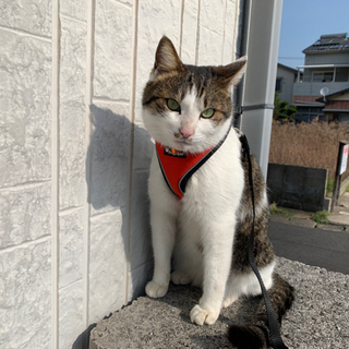 成猫 里親募集です。