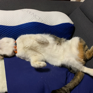 成猫 里親募集です。 - 猫