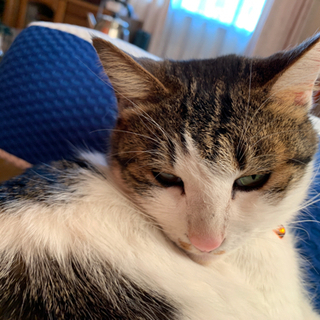 成猫 里親募集です。 − 佐賀県