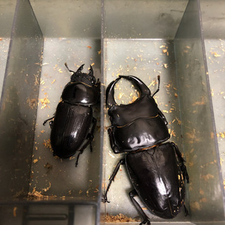 オオクワガタ　能勢YG 81.0 50.6 ペア