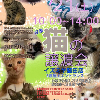 8/21(土)  保護猫の譲渡会開催