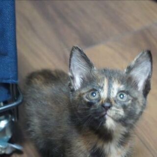 茶目っ気たっぷり、１ヶ月半のさびこちゃん