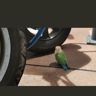 コザクラインコが逃げました