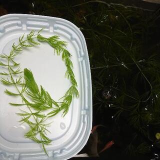 マツモ 1本20円 (金魚藻、カモンバ、カボンバ)の画像