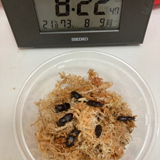 ルイスツノヒョウタンクワガタ　成虫7匹セット