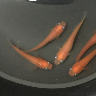 紅帝メダカ②