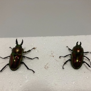 ニジイロクワガタ❶