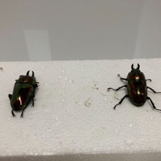 ニジイロクワガタ❷