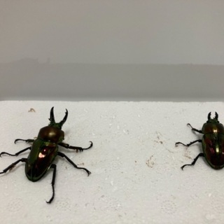 ニジイロクワガタ❸