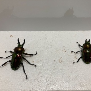 ニジイロクワガタ❸の画像