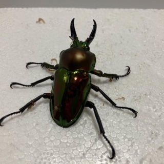 ニジイロクワガタ❸の画像