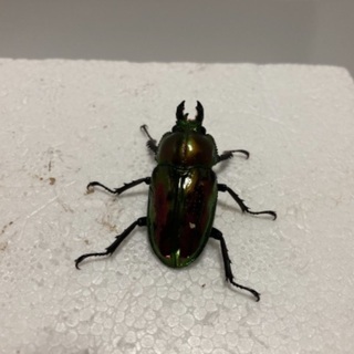 ニジイロクワガタ❸の画像