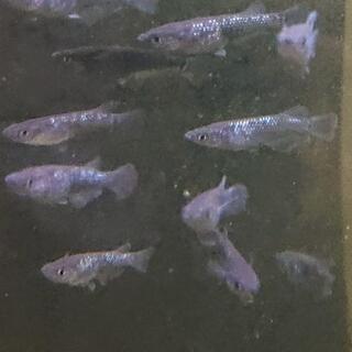 上物‼️ブラックダイヤ(オロチラメ)半ダルマ、若魚